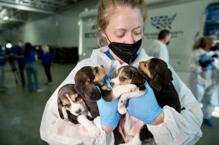 UPDATE! 432 Beagles Of The Nearly 4,000 Rescued From The Horrific Envigo Animal Testing Facility Experience Their First Taste Of Freedom