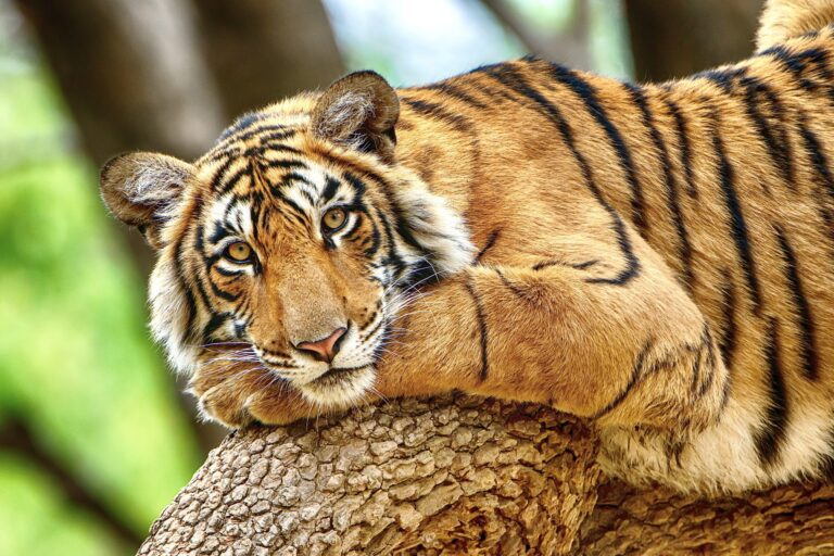 Indiana’s Ban On Public Contact With Big Cats & Bears Went Into Effect This Month; Help Pass The Federal ‘Big Cat Public Safety Act’