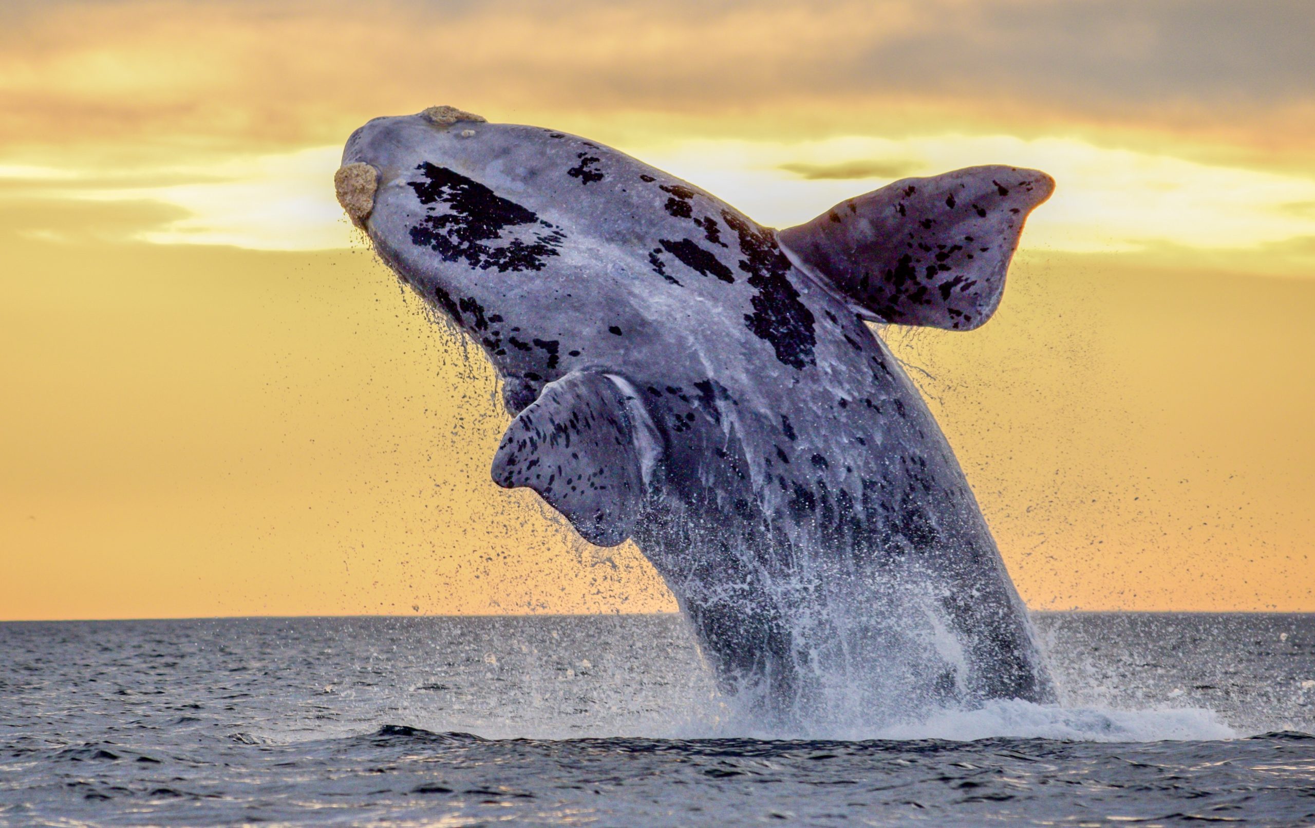 Whale breaching during beautiful sunset in Patagonia World Animal News