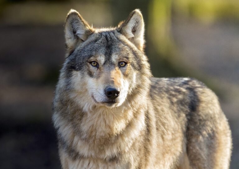 DNA Test Confirms That Another Wolf Has Been Killed By A Hunter In New York; Take Action To Help Protect All Wolves In The U.S.