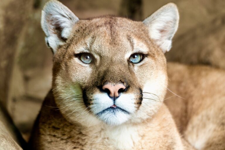 Victory! New Mexico County Votes To Stop Funding Federal Wildlife-Killing Targeting Mountian Lions, Wolves, Coyotes & Bears