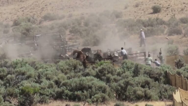 Take Action! 840 Wild Horses & Burros Adopted Under U.S. Government Program Have Been Sold To Slaughter Since 2019