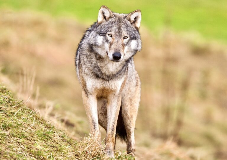 New Lawsuit Launched Against The U.S. Fish & Wildlife Service For Failure To Develop National Gray Wolf Recovery Plan
