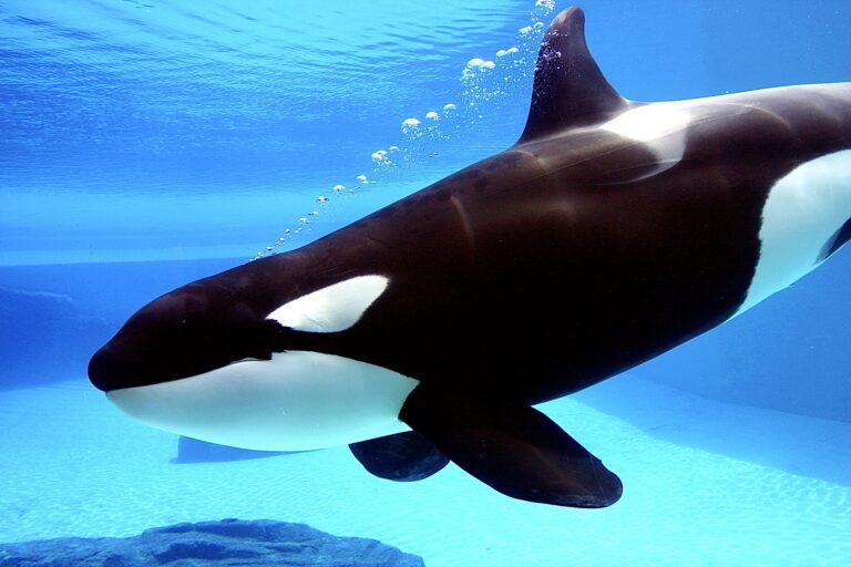 Critical Bill That Would Prohibit Breeding, Importing & Exporting, And The Wild Capture Of Four Whale Species Is Introduced In The U.S.
