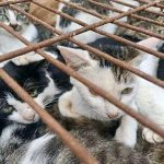 150 cats rescued from cat meat trade in Jinan Shandong east China Aug 2022