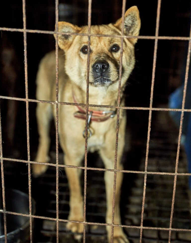 More Shocking Abuse Is Exposed In New Undercover Investigation Of South Korea’s Dog Meat Trade