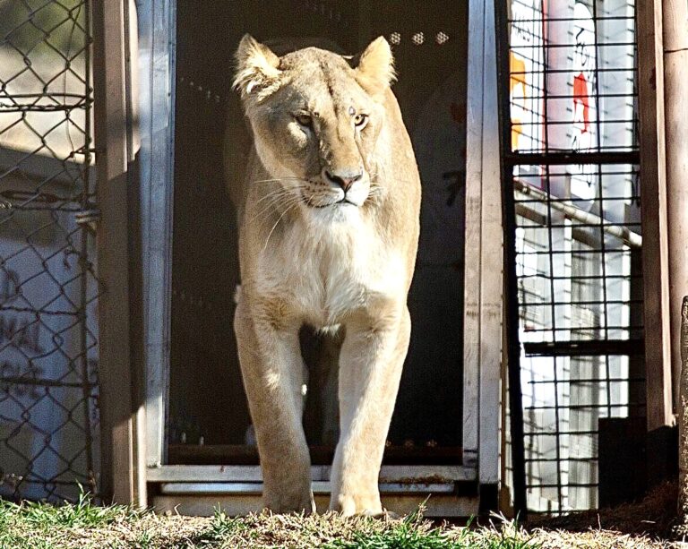 Five Of Seven Lions Rescued From Romania That Were Being Used For Entertainment Arrive At Their Forever Home In South Africa