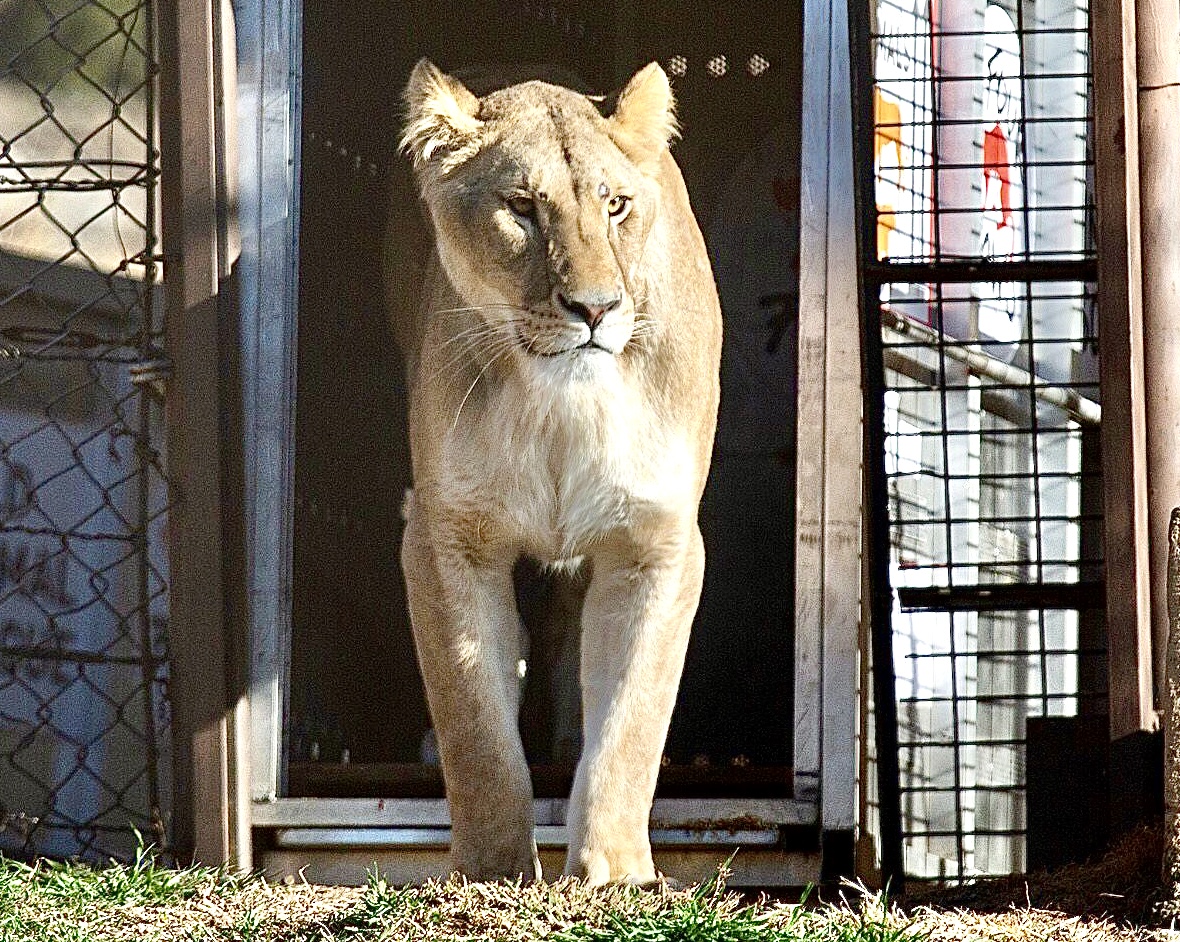 Cinci din cei șapte lei salvați din România și folosiți pentru divertisment ajung în casa lor permanentă din Africa de Sud