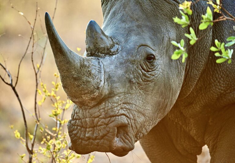 Breaking! Uganda Wildlife Poacher Sentenced To Over 5 Years In Prison For Trafficking Over $7 Million Worth Of Rhino Horn & Elephant Ivory