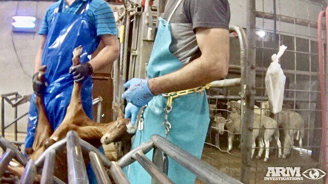 New Undercover Investigation By Animal Recovery Mission Exposes Extreme  Animal Cruelty At Three USDA-Certified Slaughterhouses In Orlando, Florida  - World Animal News