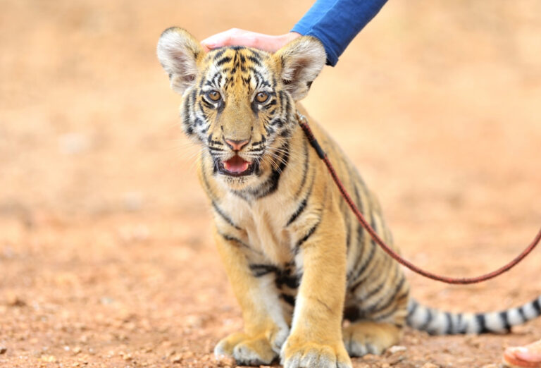 UPDATE: The ‘Big Cat Public Safety Act’ Is One Step Closer To Becoming Law In The U.S.; Bill Now Heads To The Senate For A Vote
