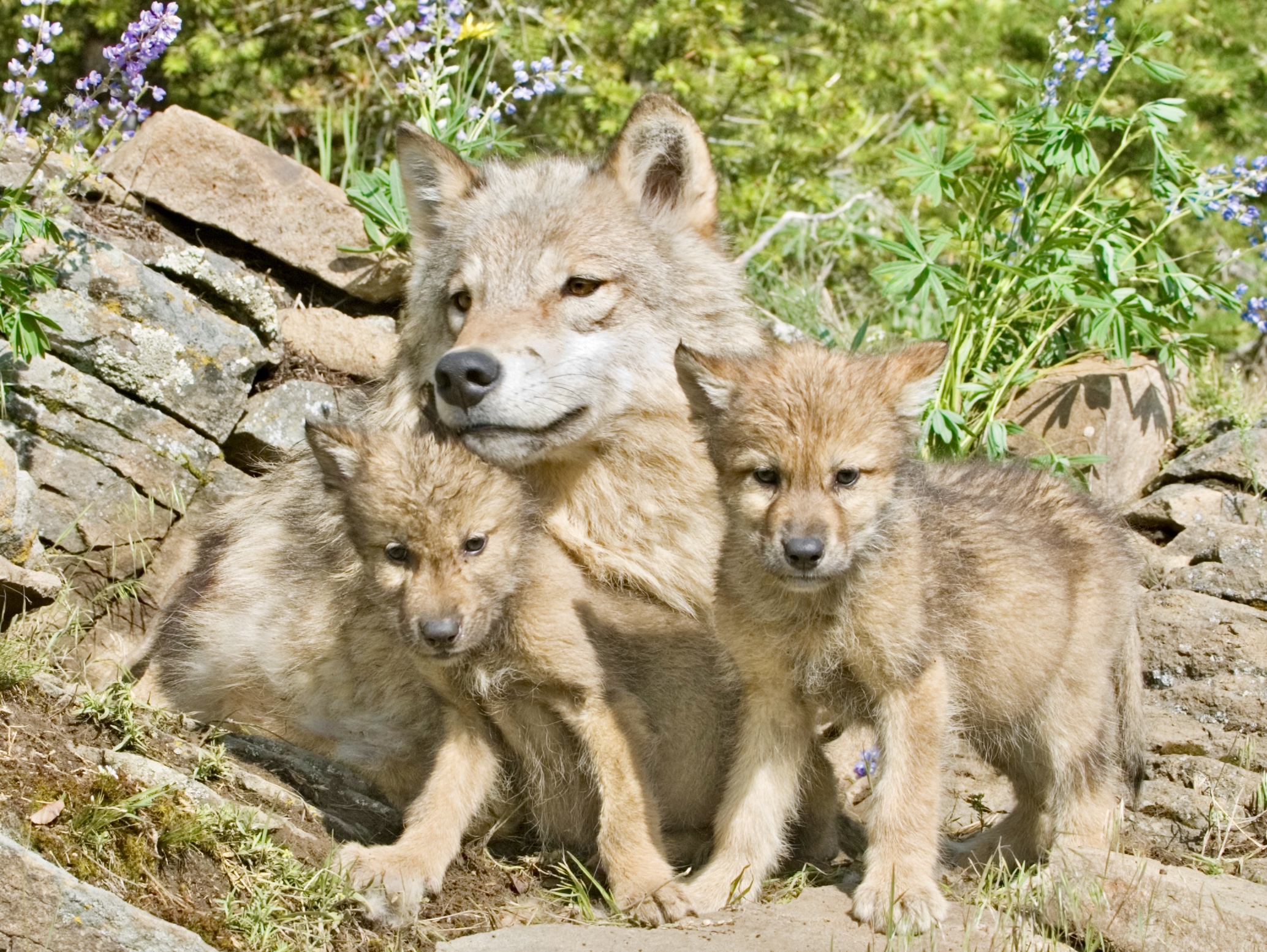 Wolf Pups And Mother Wolf Pups And Mother