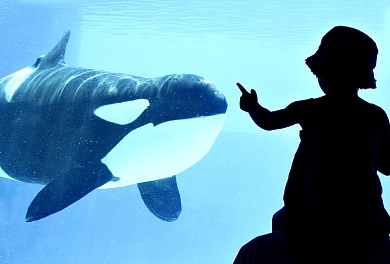 Criminal Charges Against SeaWorld Sought After Violent Orca Attack Was Caught On Video In San Diego, California