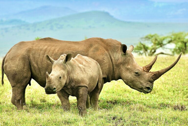 259 Rhinos Have Been Poached During The First Six Months Of 2022; Poachers Are On The Move In South Africa