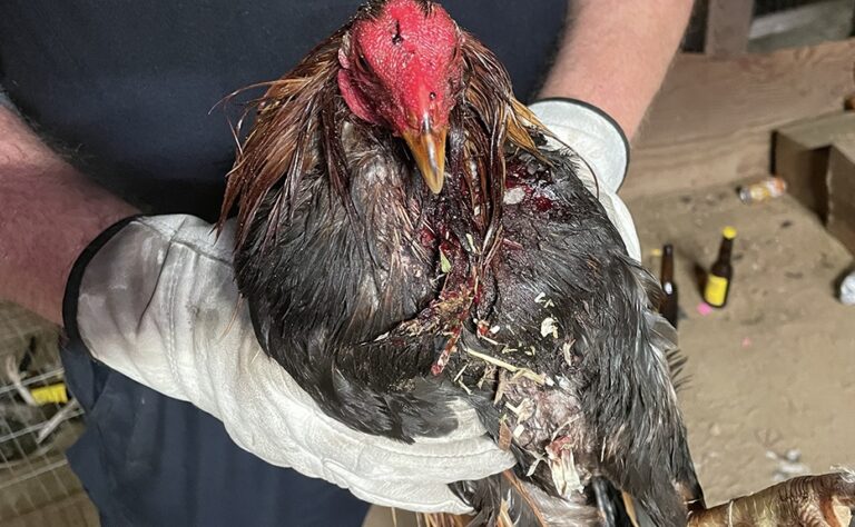 Cruel Cockfighting Ring Busted In California Where Close To 150 Roosters Were Euthanized