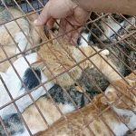 150 cats rescued from cat meat trade in Jinan Shandong east China Aug 2022