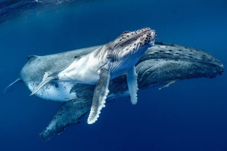 Legal Agreement Requires U.S. To Re-Examine How Offshore Oil & Gas Drilling Harms Whales In California
