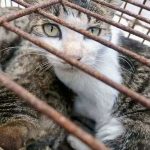 150 cats rescued from cat meat trade in Jinan Shandong east China Aug 2022