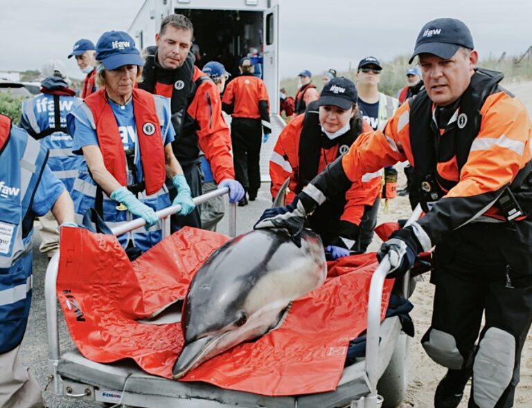 Four Dolphins That Became Stranded In Provincetown, Massachusetts, Were Released Back Into The Wild