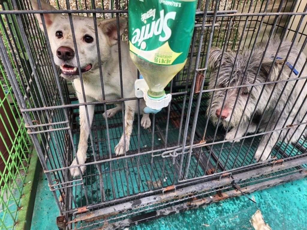 Urgent! Help Needed After Fire Destroys A South Korean Dog Meat Rescue ...