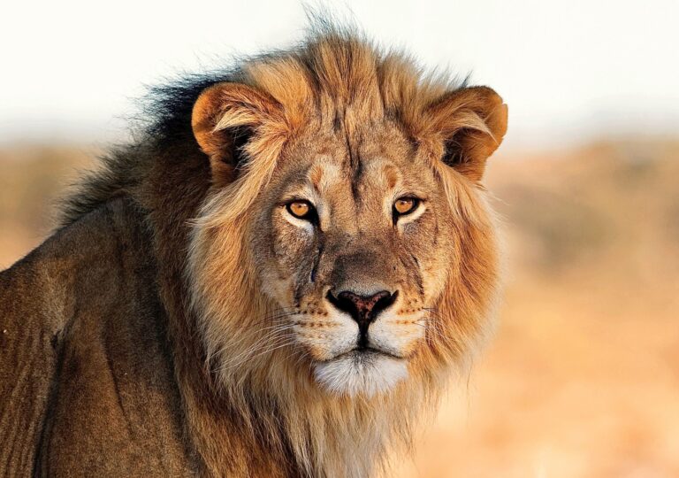 New Research Reveals That 84% Of Tourists Agree That Wildlife-Friendly Tourism Should Be A Priority In South Africa Over Trophy Hunting