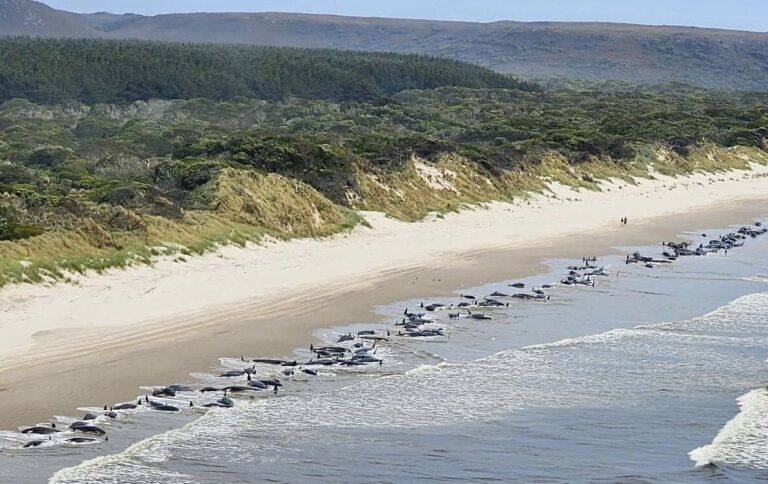 More Than 200 Pilot Whales Died Due To A Mass Stranding On Tasmania’s Coast; Thankfully, 32 Whales Were Rescued & Released