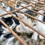 150 cats rescued from cat meat trade in Jinan Shandong east China Aug 2022