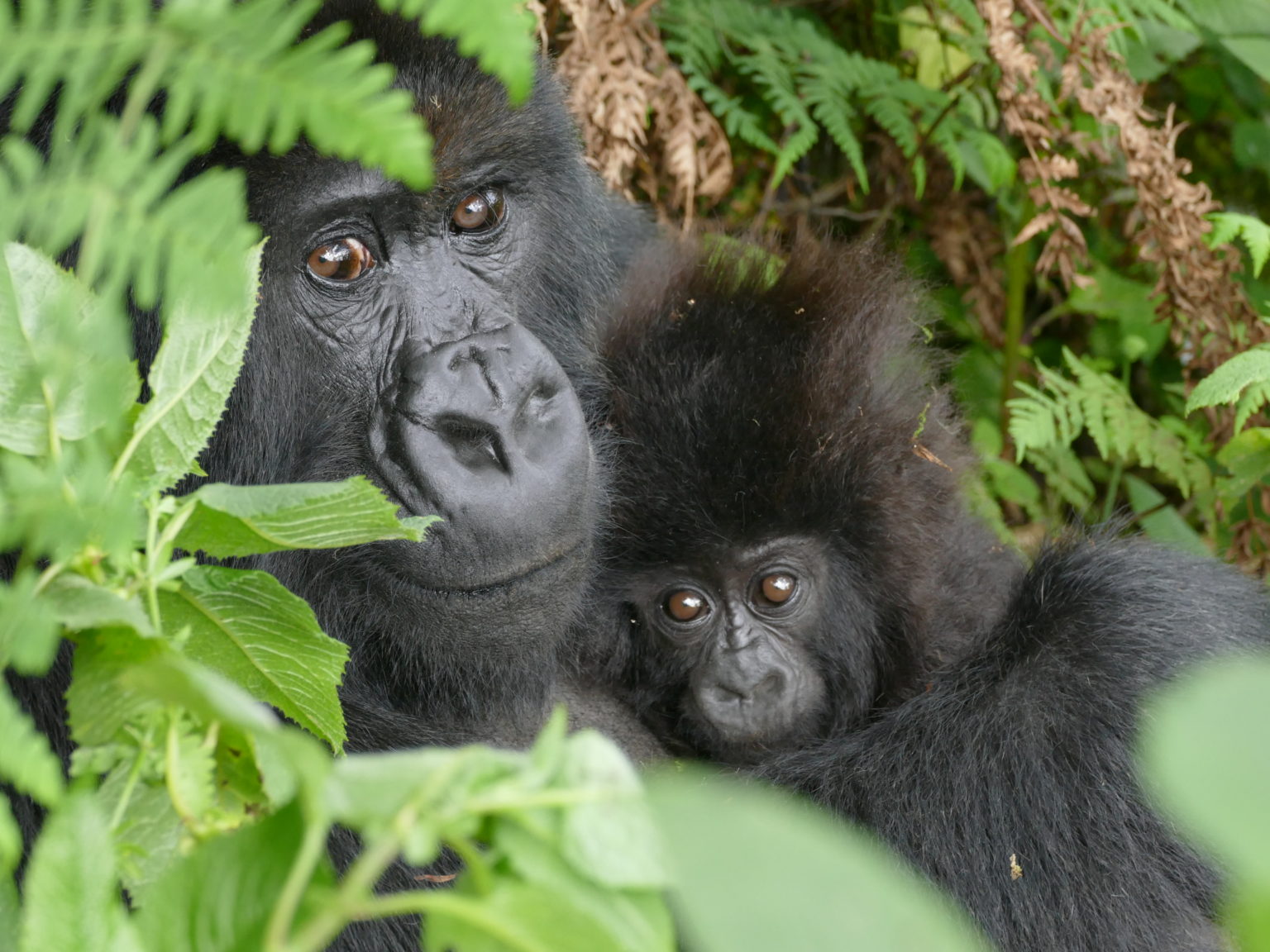 Dian Fossey Gorilla Fund - Best hair award goes to Ikaze's newest