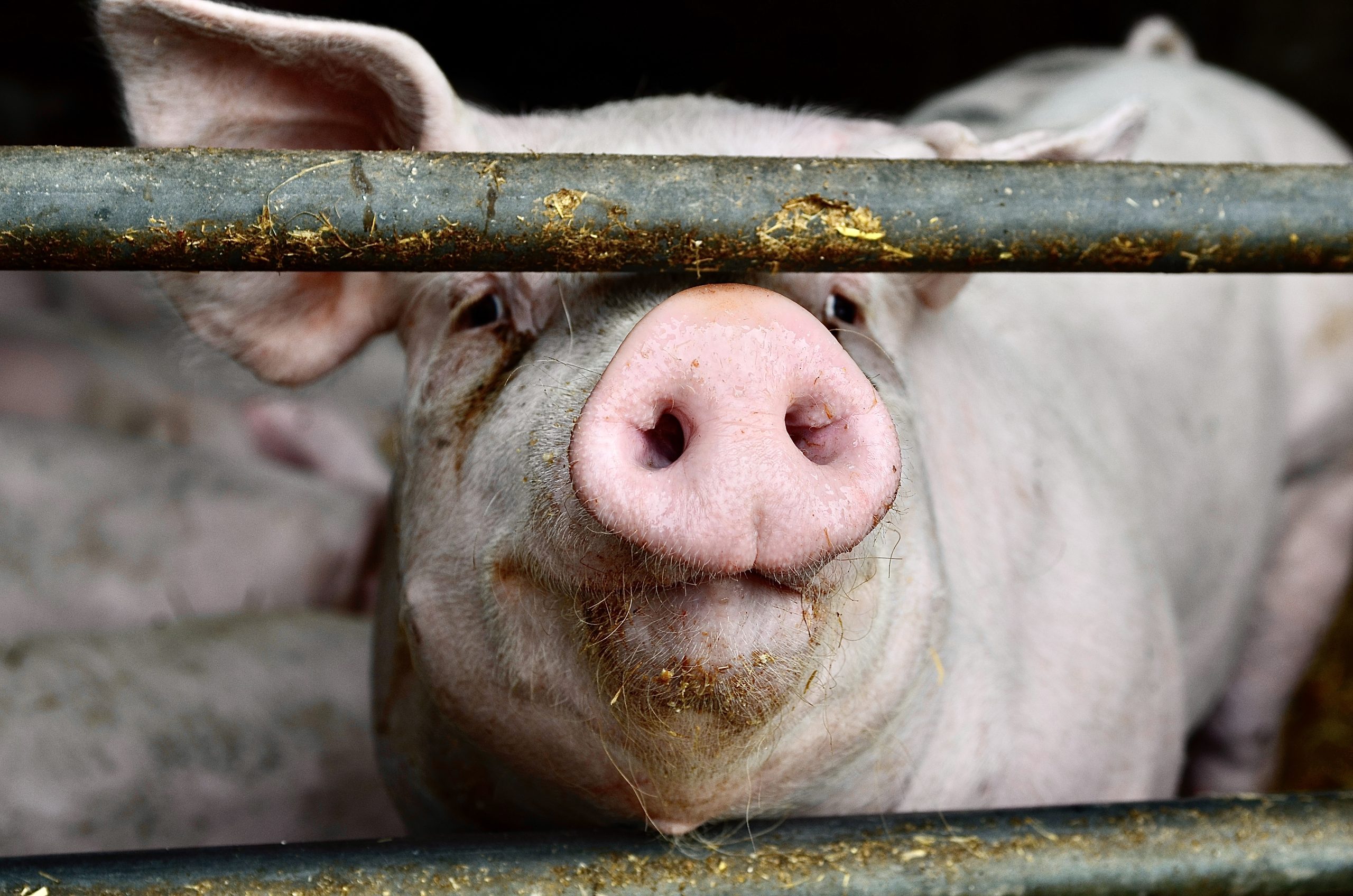World Animal Protection Reveals The Harsh Impact On Our Planet From The Factory  Farming Of Pigs & Chickens For Their Meat - World Animal News