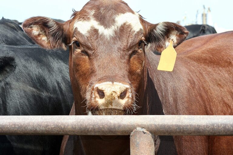 Victory! New Zealand Bans Live Animal Export; New Law Goes Into Effect In April Of 2023