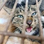 150 cats rescued from cat meat trade in Jinan Shandong east China Aug 2022