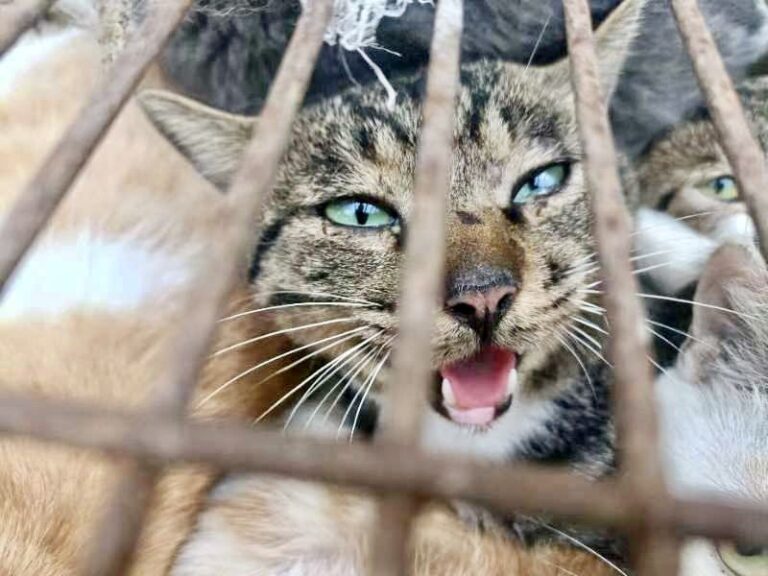 Criminal Gang Arrested In China For Luring 150 Cats With Protected Sparrows To Sell For The Brutal Cat Meat Trade