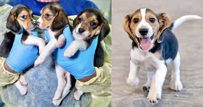 HSUS Removes The Remaining 312 Beagles From The Nearly 4,000 At The Envigo Animal Breeding Facility Bound For Animal Testing