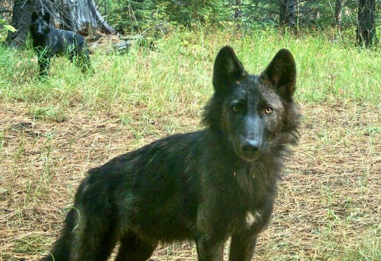 Hopeful News As New Wolf Family Of Four Discovered In Oregon’s Cascade Mountains