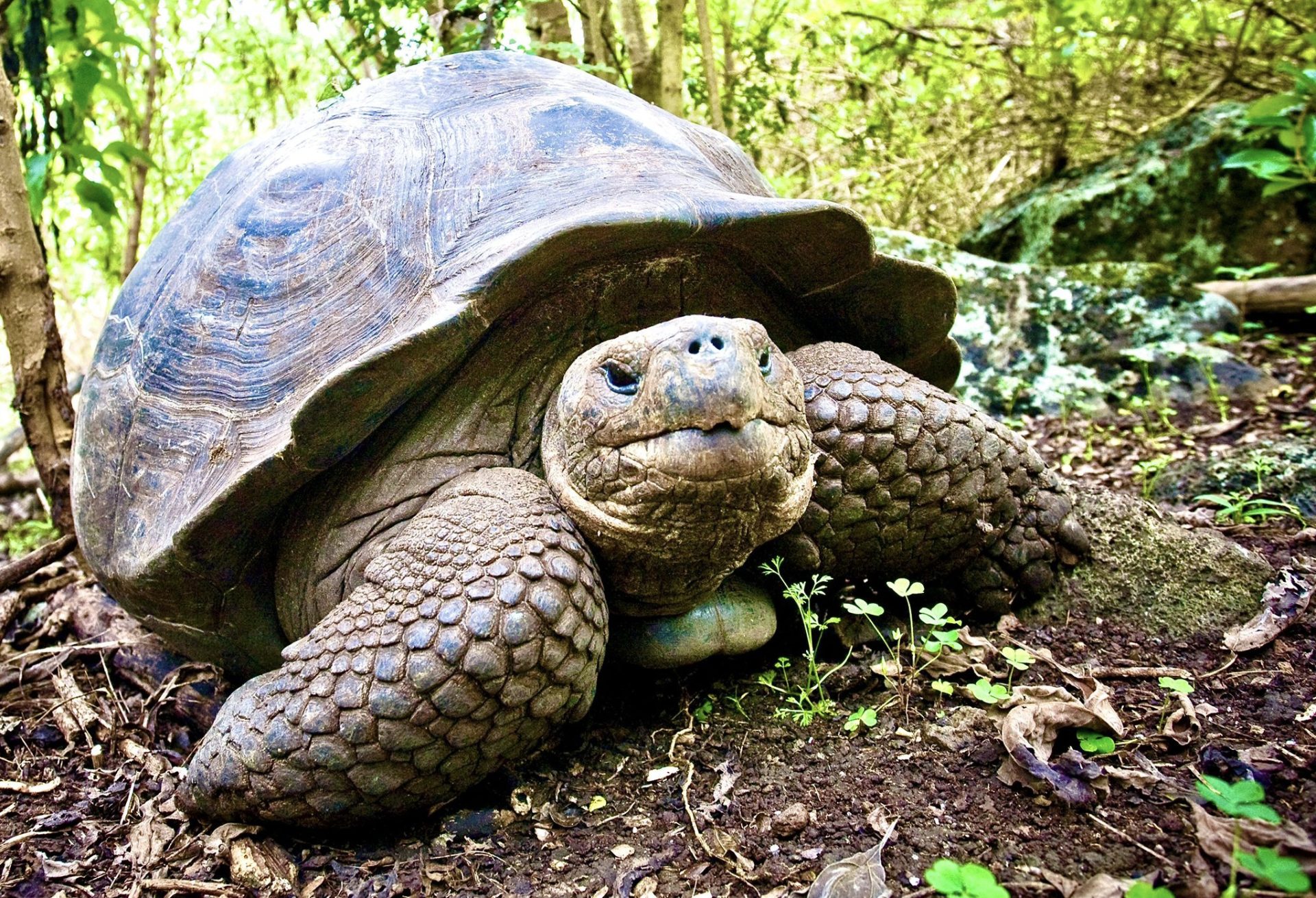 Four Endangered Giant Tortoises In The Galápagos Islands Have Been 