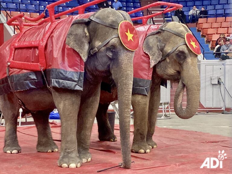 Call To Action! Support Critical TEAPSPA Bill That Aims To Prohibit The Use Of Exotic & Wild Animals In Traveling Circuses