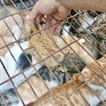 150 cats rescued from cat meat trade in Jinan Shandong east China Aug 2022