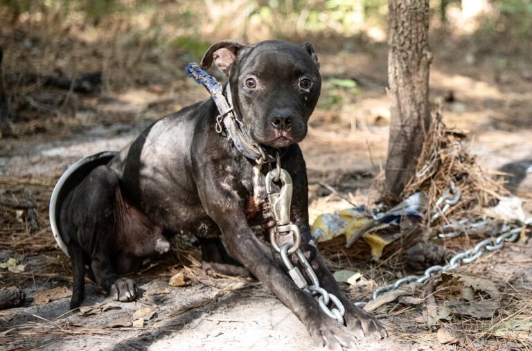 Breaking! More Than 300 Dogs Rescued After Massive Dogfighting Operation Is Busted In South Carolina