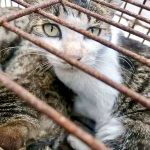 150 cats rescued from cat meat trade in Jinan Shandong east China Aug 2022