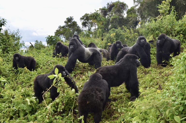 Dian Fossey Gorilla Fund Celebrates 55th Anniversary Of Conservation Work On World Gorilla Day