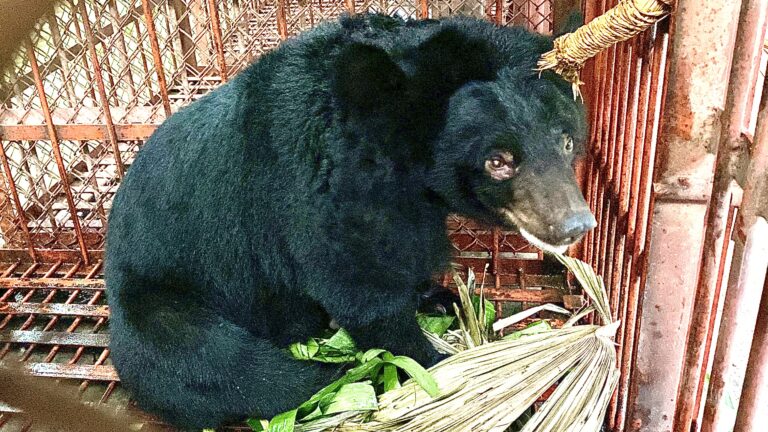 Hopeful News As Animals Asia Rescues A Bear Named Paddington After Living A Heartbreaking Life On A Bile Farm For 17 Years