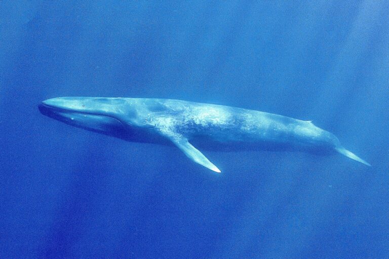 Progress As Major Shipping Company Moves Route South Of Sri Lanka To Help Protect Endangered Blue Whales