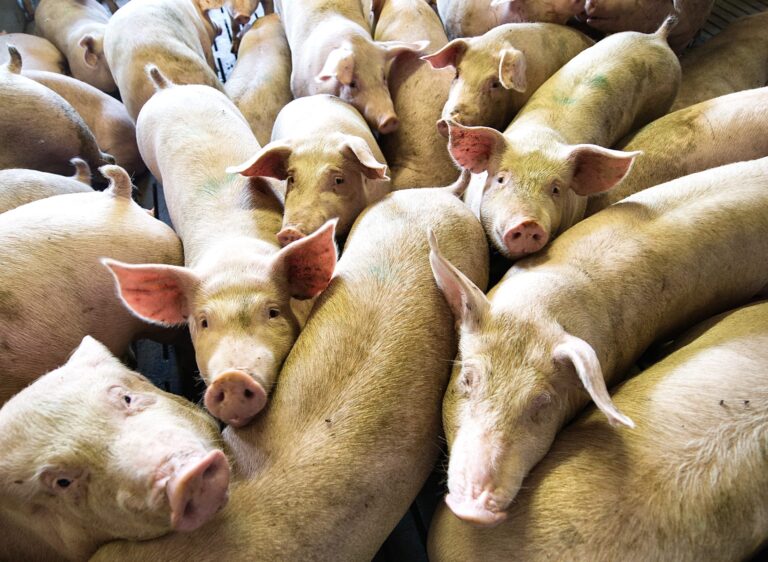 Iowa Proclaims October 2nd As “World Day For Farmed Animals” Recognizing That 70 Billion Land Animals Are Killed For Food Each Year