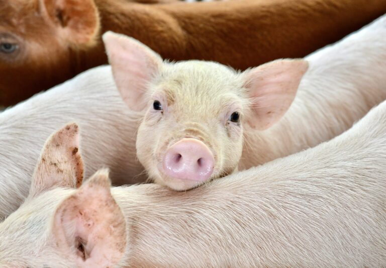 Iowa’s Attempt To Revise The State’s Ag-Gag Law Which Criminalizes Trespassing During Undercover Investigations Is Ruled Unconstitutional