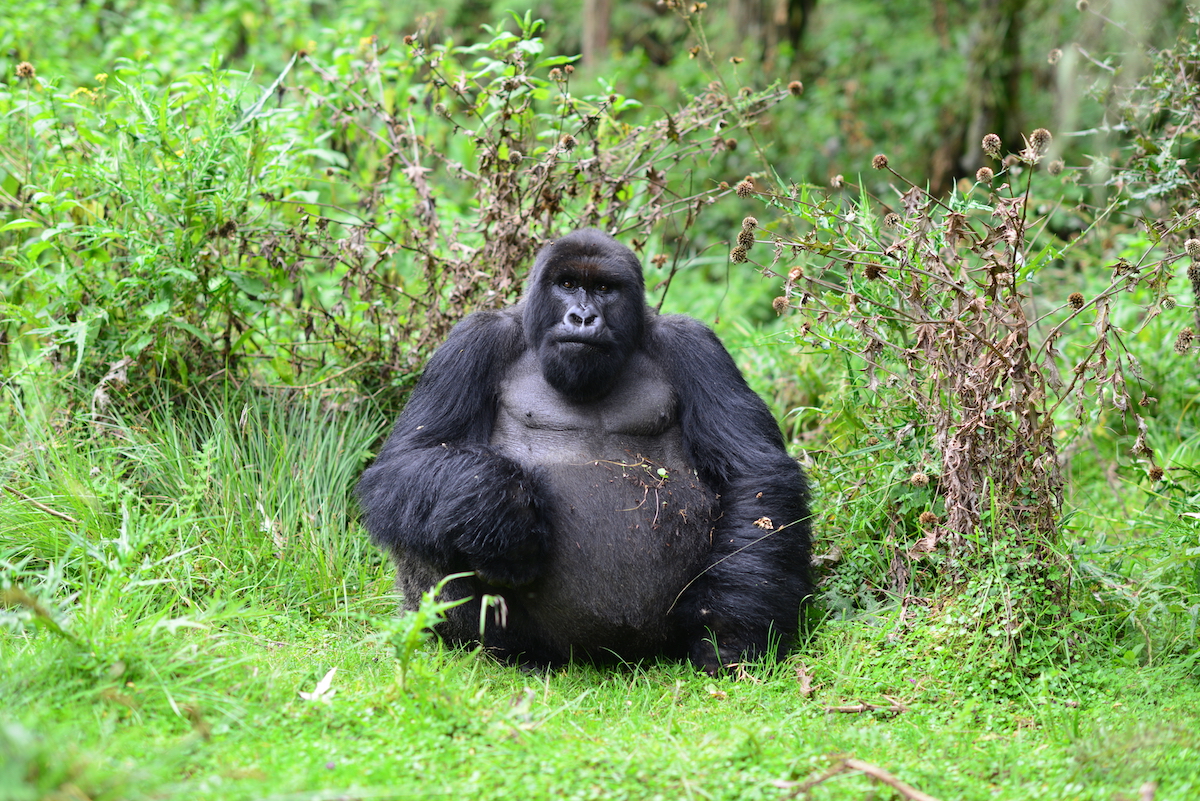 Celebrate World Gorilla Day With 15 Primate Pictures, Science