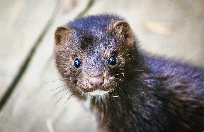 Latvia Bans Fur Farming Sparing The Lives Of An Estimated 300,000 Animals  That Are Killed For Their Fur Each Year - World Animal News
