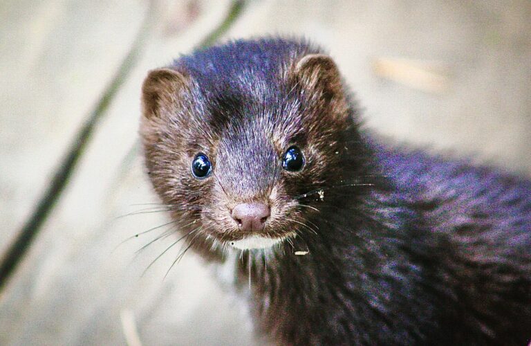Latvia Bans Fur Farming Sparing The Lives Of An Estimated 300,000 Animals That Are Killed For Their Fur Each Year