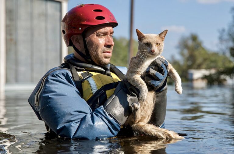 The House Passes Critical Legislation To Protect Animals Impacted By Disasters; Bill Now Heads To The President’s Desk For Signature