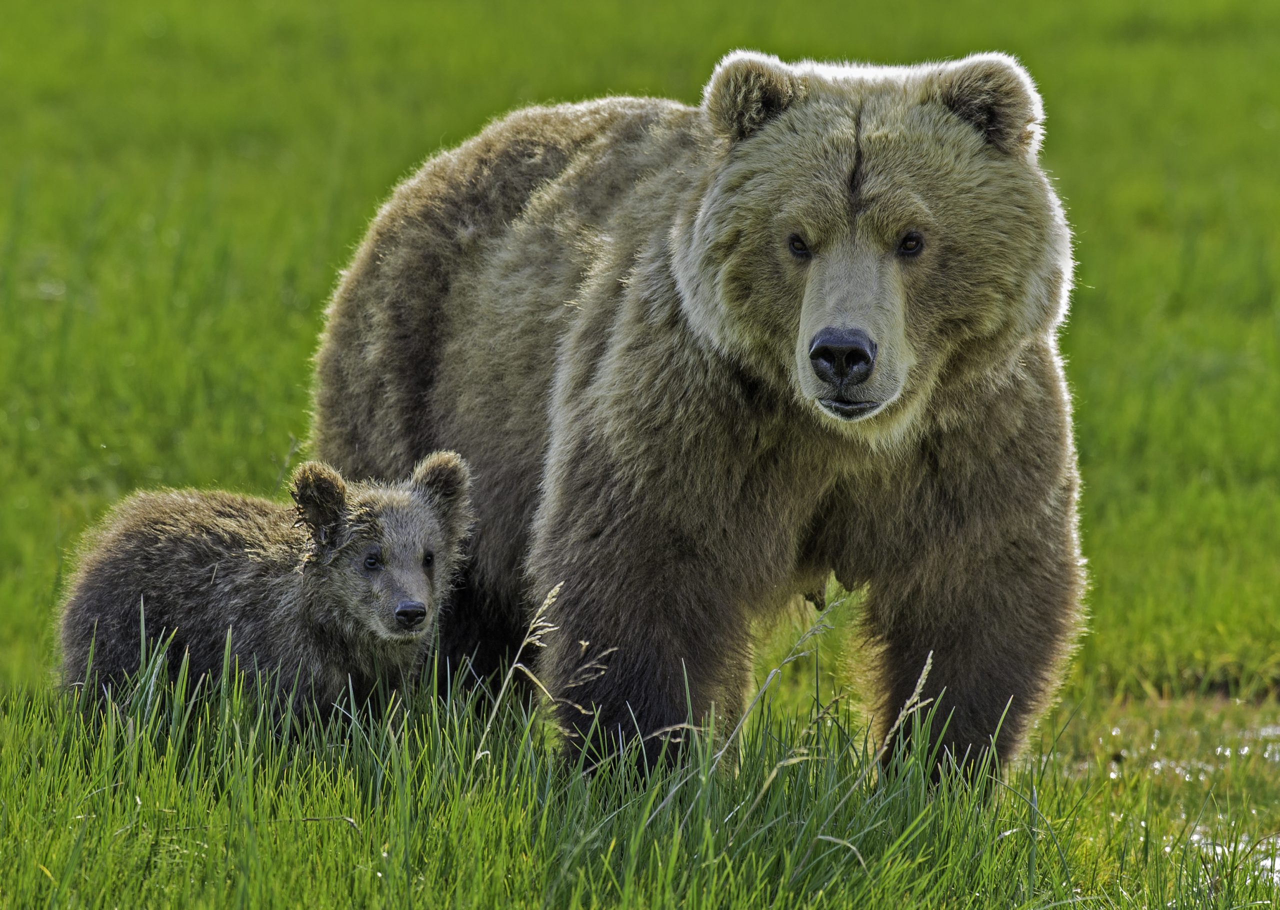 Alaska Peninsula brown bear, mother & cub, Ursus arctos, at Hallo Bay ...