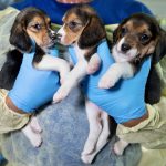 Beagle Transport from Breeding Facility